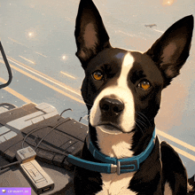 a black and white dog with a blue collar sits in front of a keyboard