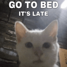 a white cat with the words go to bed it 's late