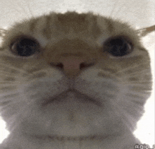 a close up of a cat 's face with the word ag on the bottom right corner