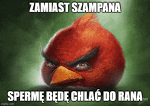 a painting of an angry bird with the words zamiast szampana sperme będe chlac do rana