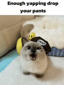 a cat is wearing a hat that says vans