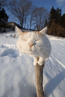 a white cat laying on a wooden stick in the snow