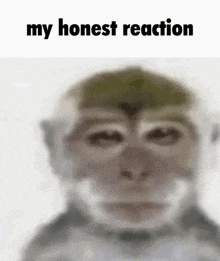 a blurry picture of a monkey with the words `` my honest reaction '' above it .