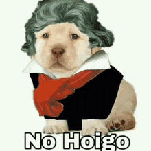 a puppy is dressed up as beethoven and wearing a wig and scarf .