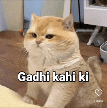 a cat with the words gadhi kahi ki on its face