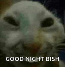 a close up of a cat 's face with the words `` good night bish '' written on it .