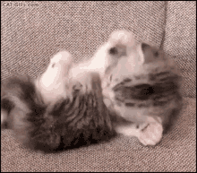 two kittens are laying on a couch and playing with each other .