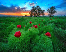 a field of green grass and red flowers with trees in the background at sunset