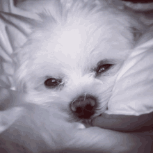 a small white dog laying on a bed with its head on a pillow