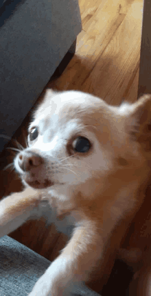 a small brown and white dog is laying on a wooden floor