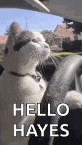 a cat is sitting in the driver 's seat of a car and says `` hello hayes '' .