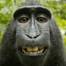 a close up of a monkey 's face with its mouth open and teeth showing