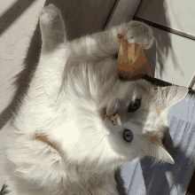 a white cat laying on its back looking up