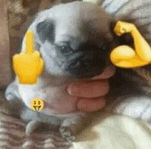 a small pug puppy is being held by a person and has a dollar sign on its chest