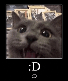 a picture of a cat with its mouth open and a caption that says : d