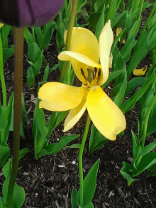 a close up of a yellow flower in a garden