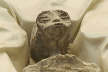 a close up of a statue of a frog sitting on top of a rock .