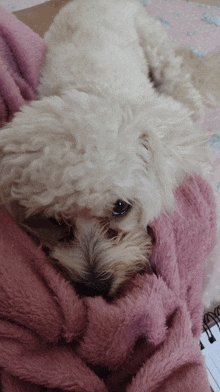 a white dog laying on a pink blanket