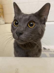 a close up of a cat 's face looking out of a bathtub