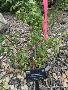 a poison oak tree has a pink ribbon around it