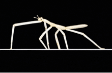 a skeleton of a mosquito with long legs and a black background