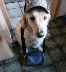 a dog wearing a gucci hat is carrying a blue louis vuitton bag