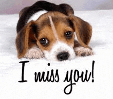 a beagle puppy is laying down on a bed with the words `` i miss you '' written on it .