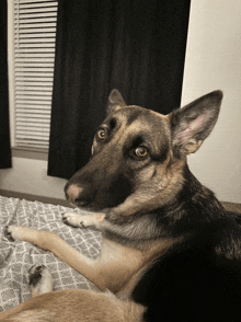 a german shepherd laying on a bed looking at the camera with blinds in the background