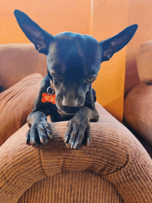 a small black dog laying on a couch with a tag that says ' snoop dog ' on it