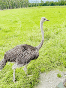 an ostrich with a long neck is walking in a grassy field