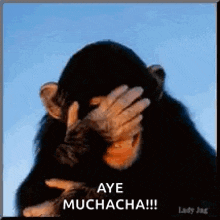 a chimpanzee covering his face with his hand and the words aye muchacha