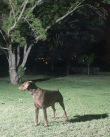 a brown dog on a leash is standing in the grass