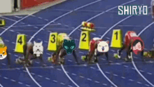 a group of shiba inu mascots are running on a track with the word shiryo in the corner