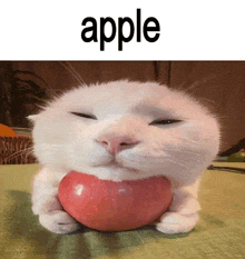 a white cat is holding an apple in its mouth with the word apple above it