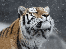 a close up of a tiger looking up at the sky