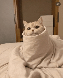 a cat wrapped in a white blanket with the number 4/17 on the bottom