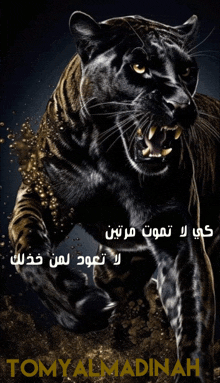 a picture of a black panther with the name tomy almadinah on the bottom