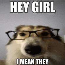 a dog wearing glasses with the words hey girl i mean they on it