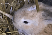 a close up of a brown and white rabbit laying in straw