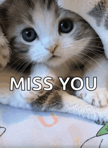 a kitten is laying on a blanket with the words " miss you " written above it