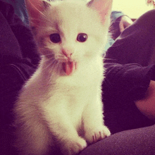 a white kitten with its tongue out sitting on a person 's lap