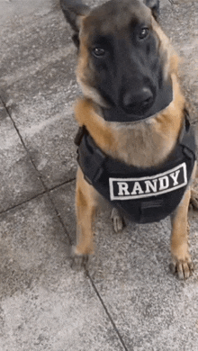 a police dog wearing a black vest with randy on it