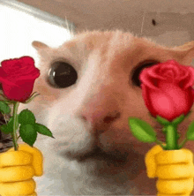 a close up of a cat holding two roses in its paws .