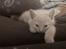 a kitten is laying on a couch with a pillow that has a spiral on it