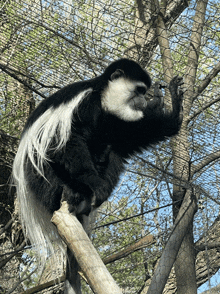 a black and white monkey sitting on a branch