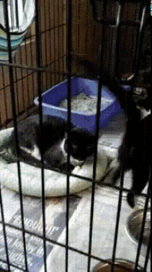 a cat in a cage with a blue litter box on top of a newspaper that says ' freedom ' on it