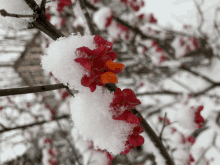 red and orange flowers covered in snow on a tree