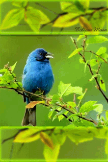 a blue bird perched on a tree branch with a green background and the name eclipse moon on the bottom