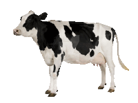 a black and white cow is standing in front of a white background with deviantart.com at the bottom