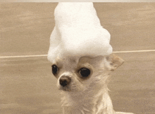 a small dog with foam on its head is taking a bath